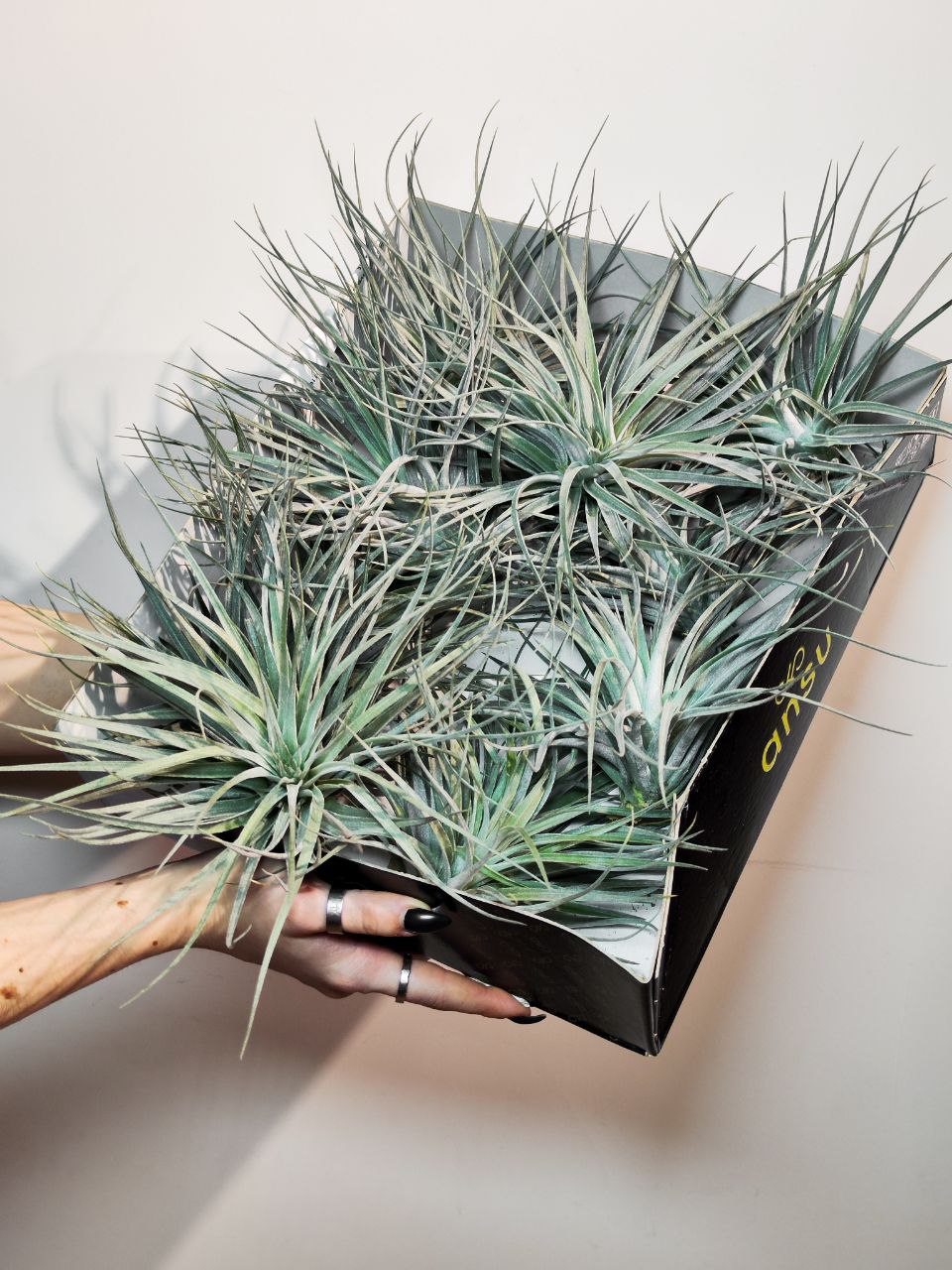 Тилландсия Сильвер XL (Tillandsia Silver XL)