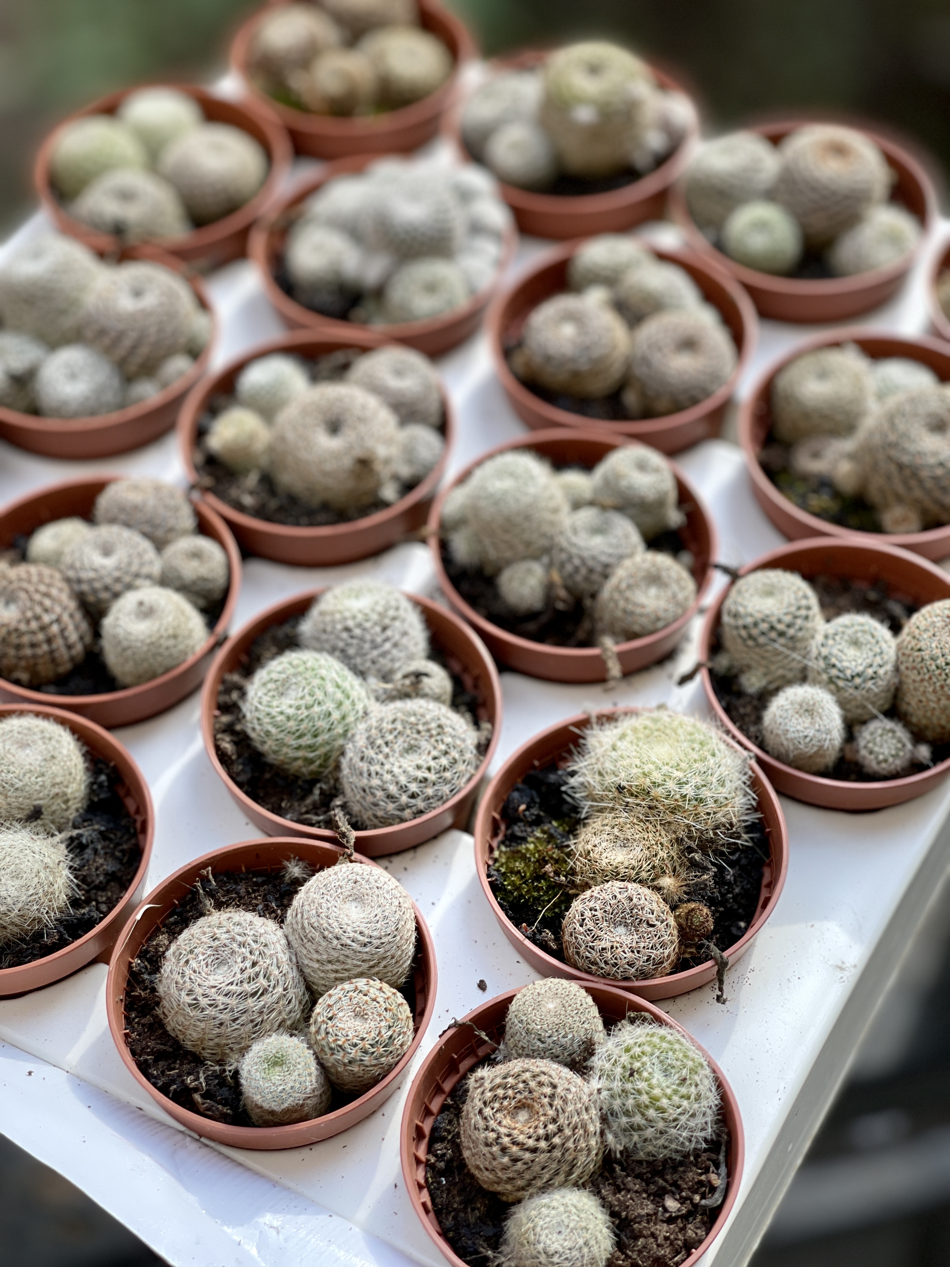 Кактус Ребуция Санрайз, или Ребуция Розовая (Rebutia Sunrise) D5см