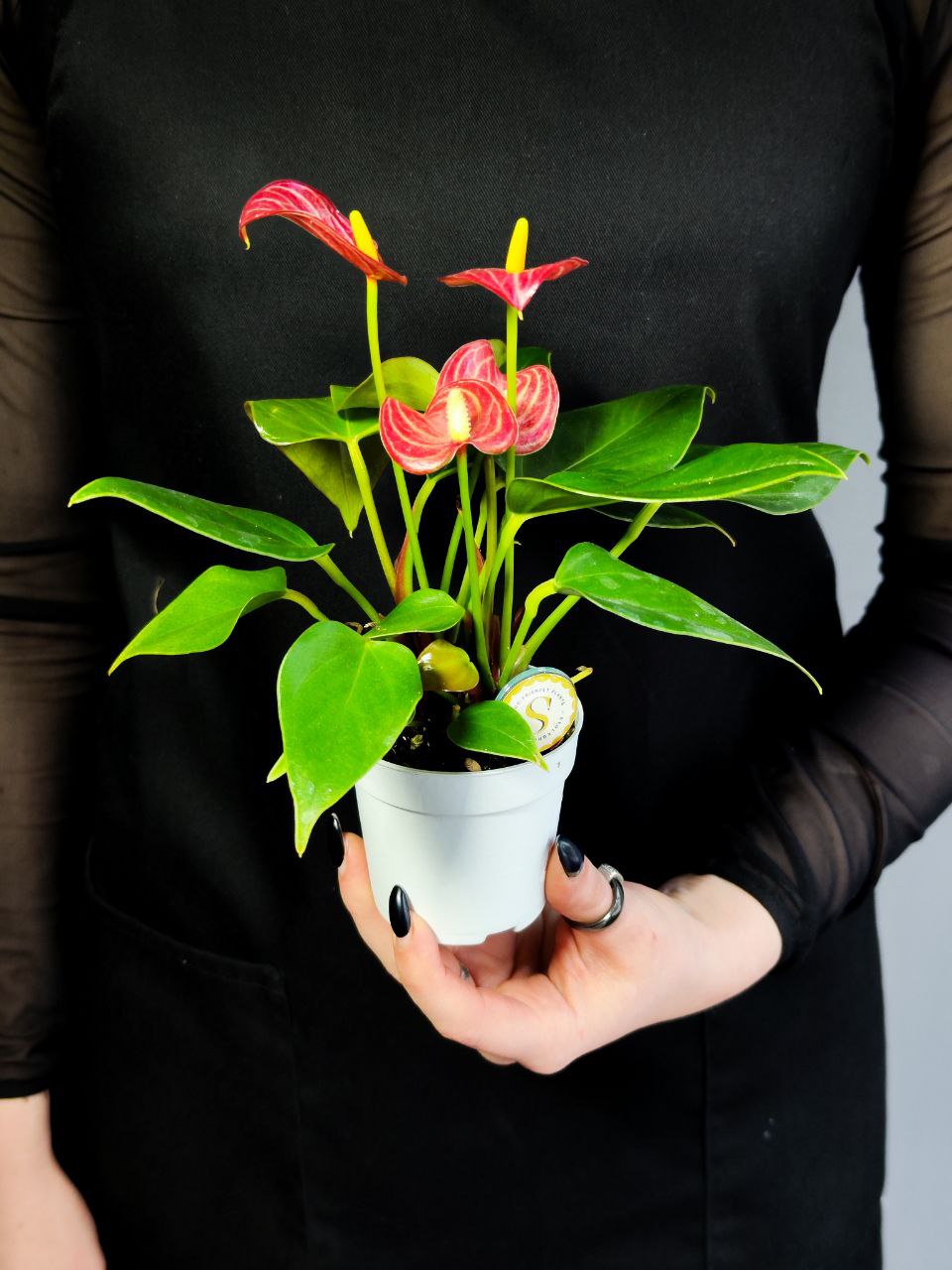 Антуриум Ливиум Ред (Anthurium Livium Red Micro) D7см