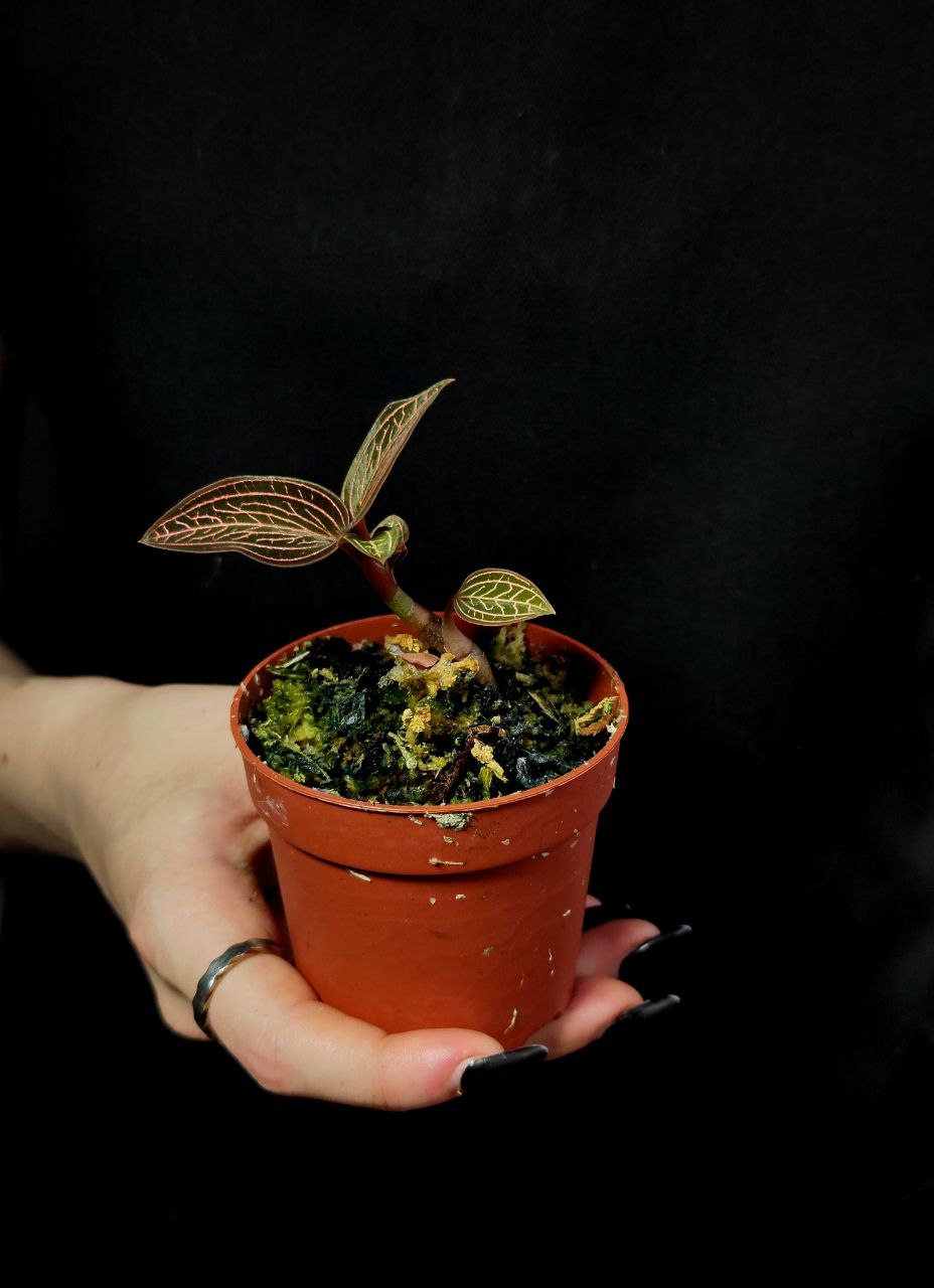 Орхидея Драгоценная Карма Руби (Jewel Orchid Karma Ruby) D7см