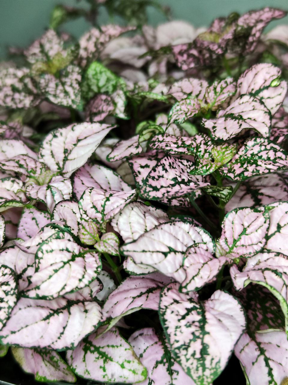 Гипоэстес Листоколосковый Пинк (Hypoestes Phyllostachya Pink) D6см