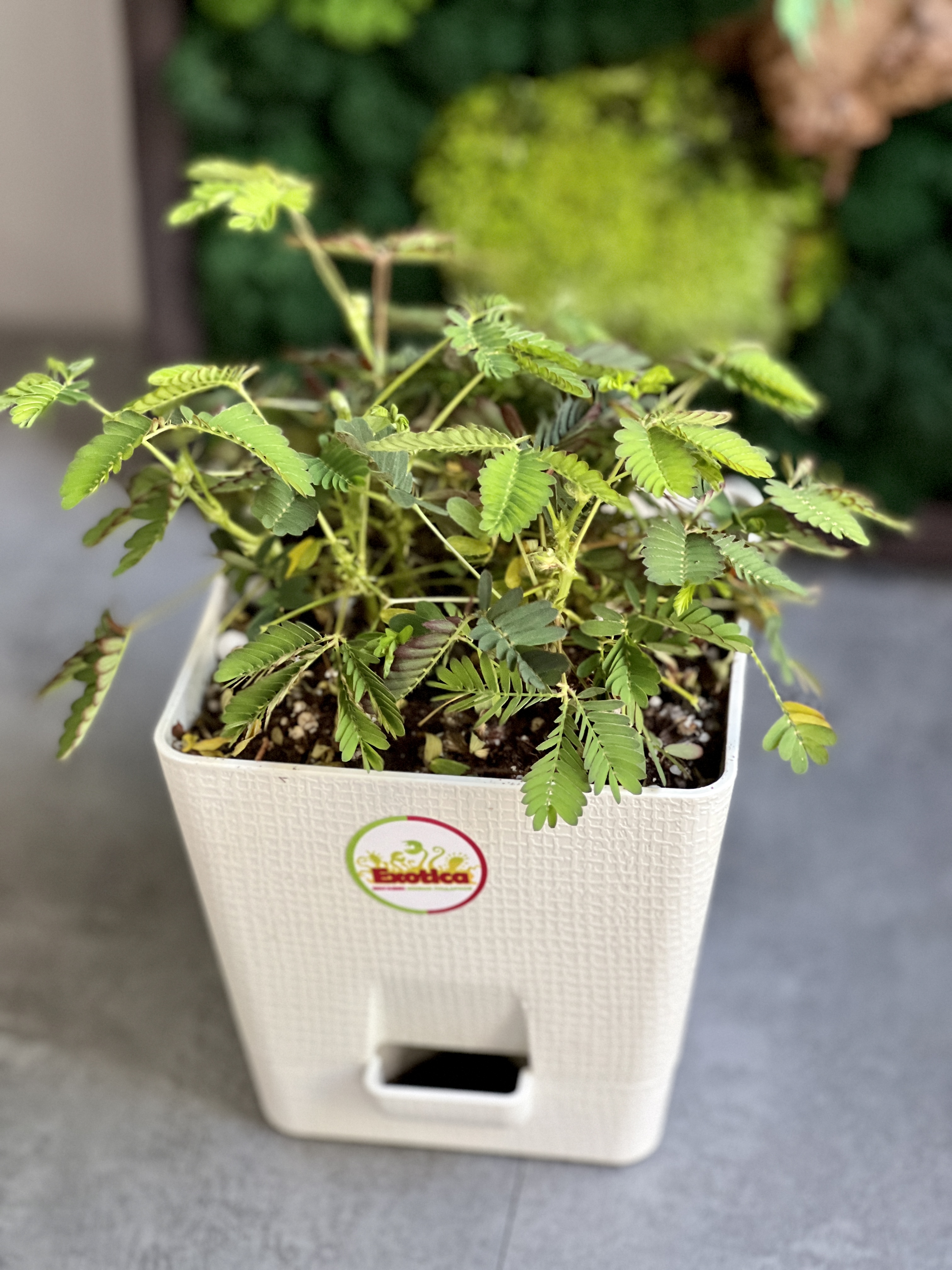 Стыдливая мимоза (Mimosa Pudica) пересаженная D12см