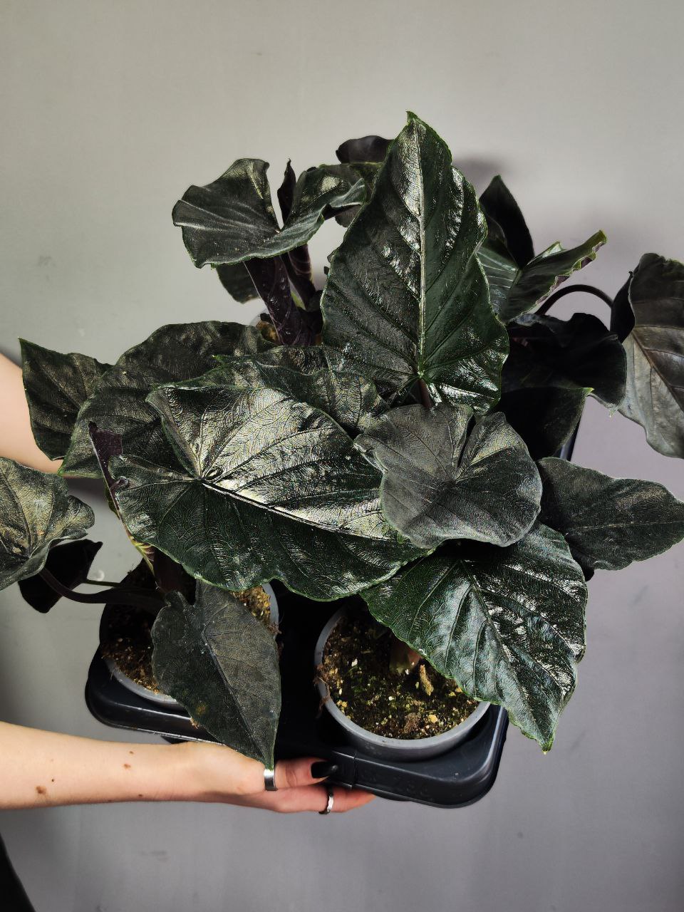 Алоказия Анторо Вельвет (Alocasia Antoro Velvet) D12см