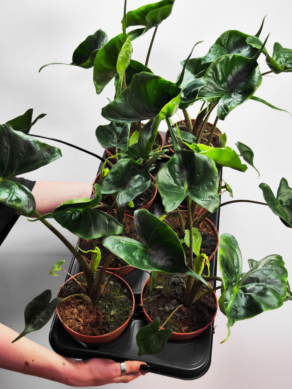 Алоказия Стингрей, или Алоказия Скат (Alocasia Stingray) D12см