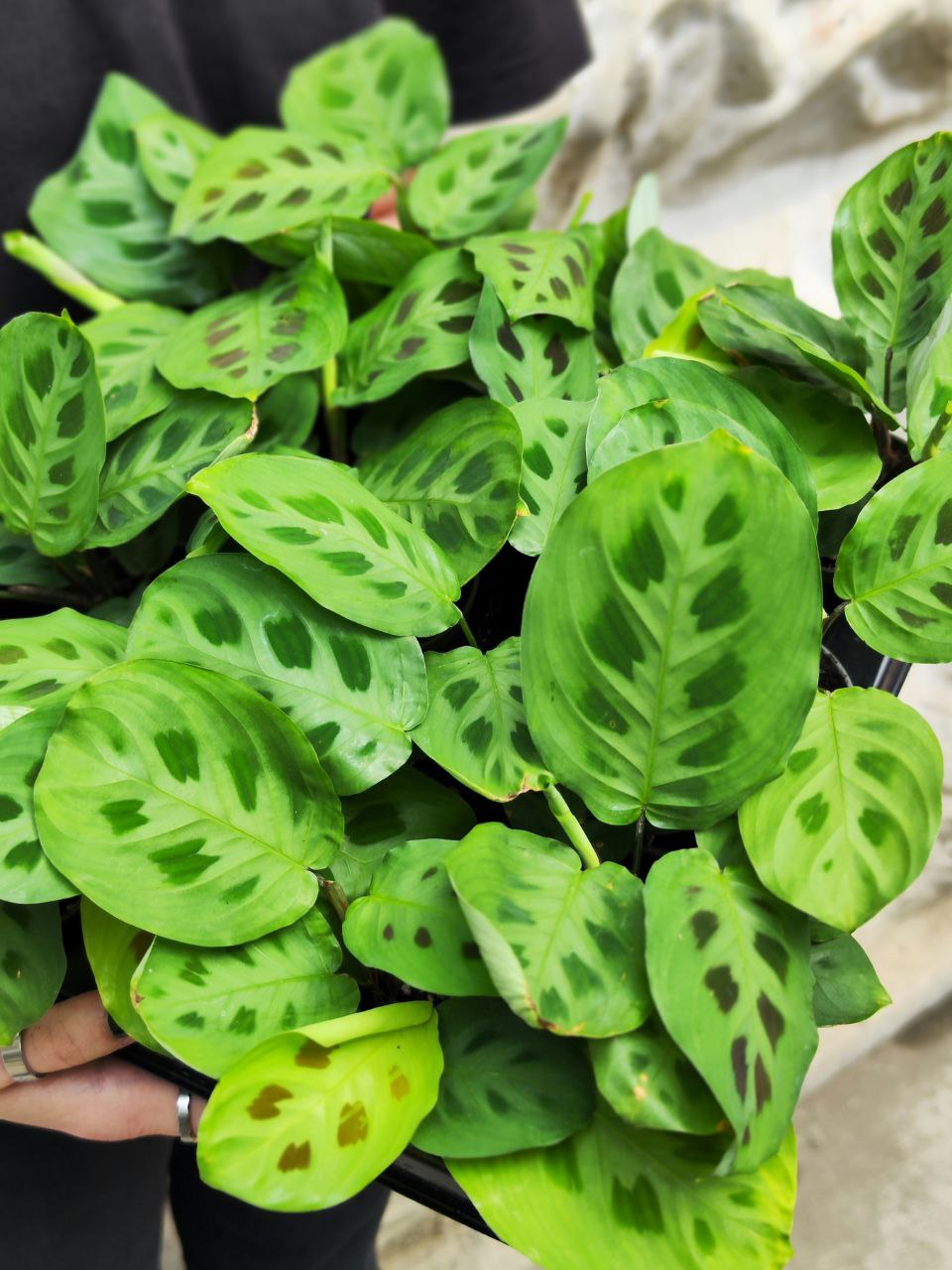 Маранта Керховена (Maranta Kerchoveana) D6см