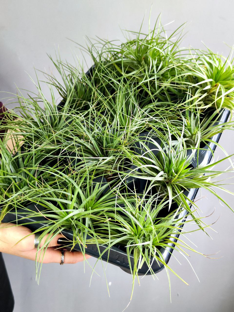 Тилландсия Стрикта XL (Tillandsia Stricta)
