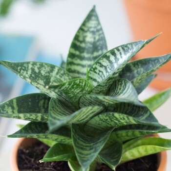 Сансевиерия Стар Мини Марбл (Sansevieria Star Mini Marble) D7,5cм