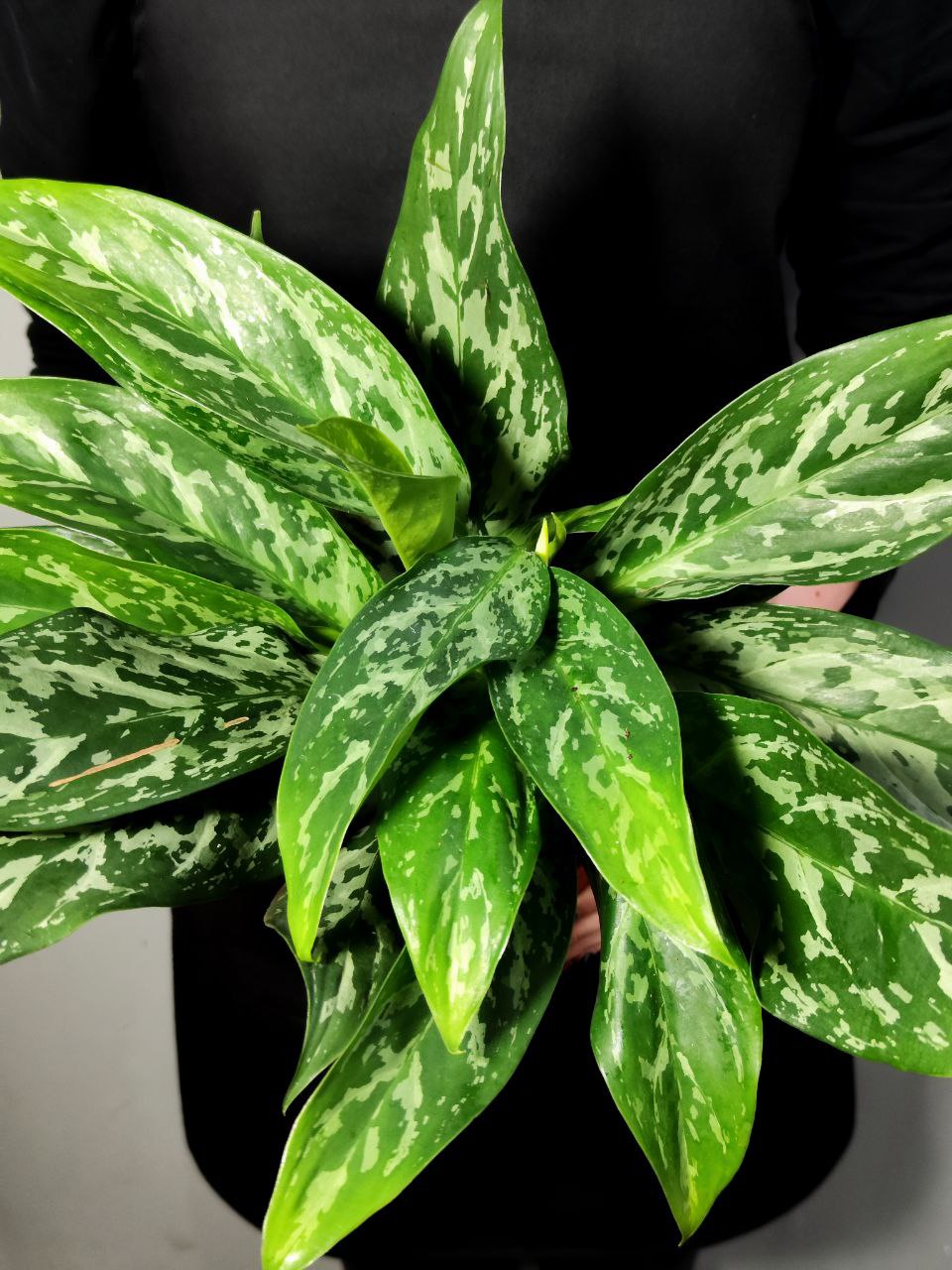 Аглаонема Сильвер Сплэш (Aglaonema Silver Splash) D12см