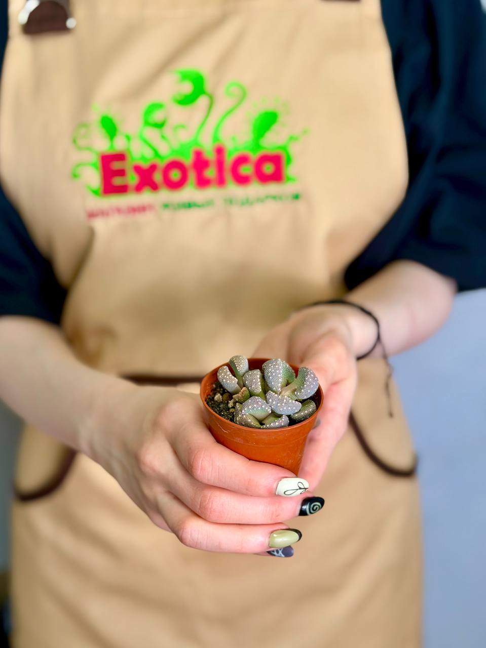 Титанопсис Примоси (Titanopsis Primosii) D5см