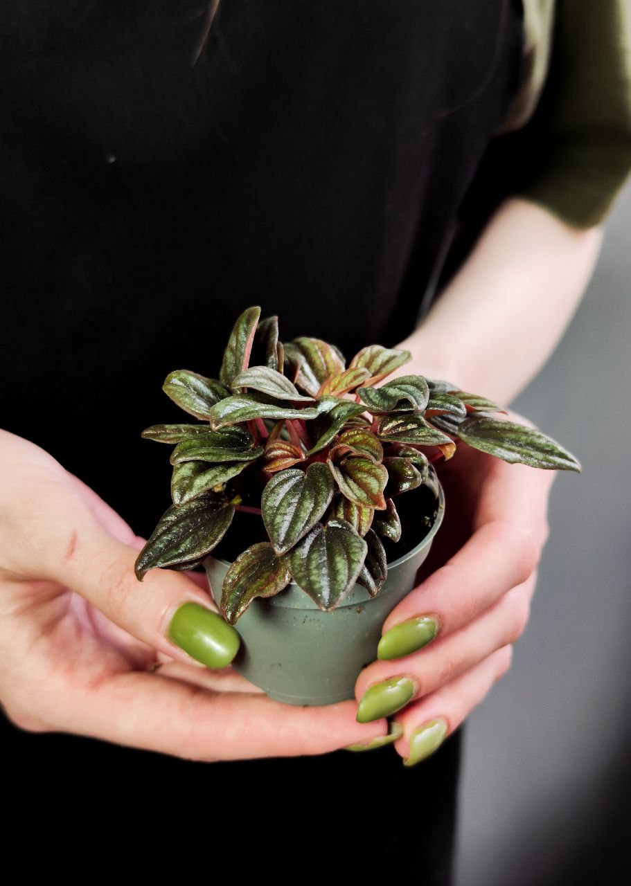 Пеперомия Лима (Peperomia Lima) D5см