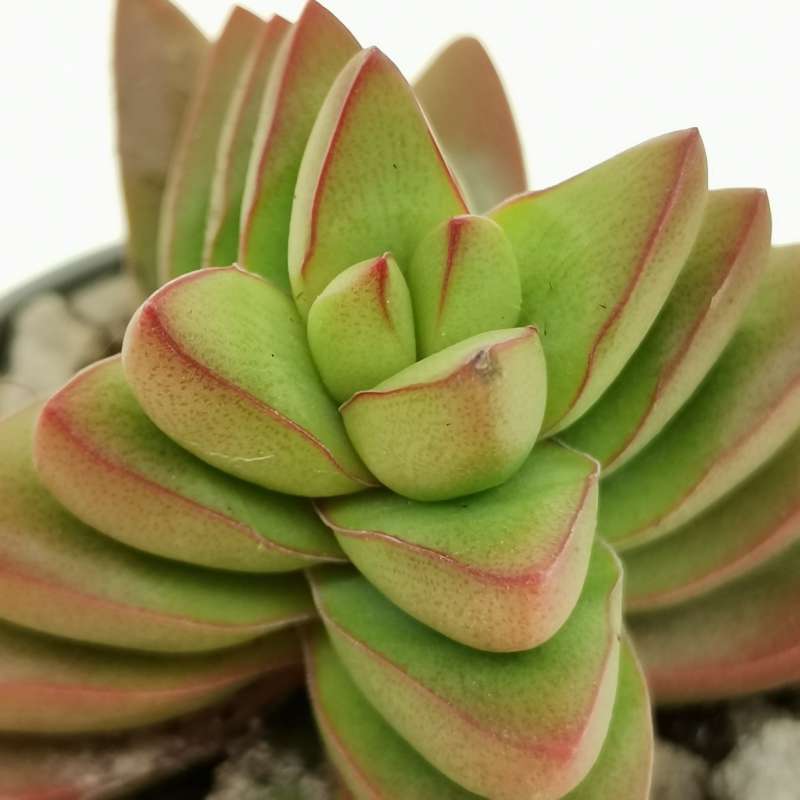 Крассула Бен (Crassula Ben) D5см