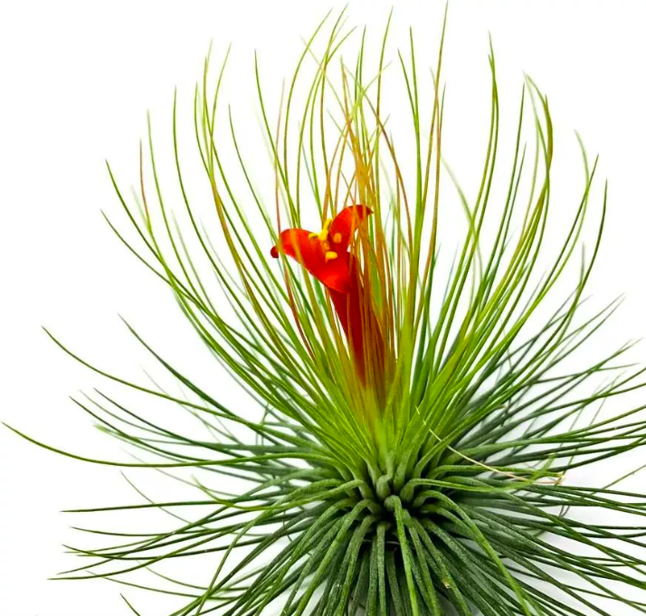 Тилландсия Андреана (Tillandsia Andreana)