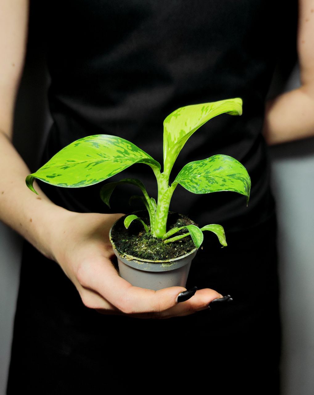 Диффенбахия Крокодил (Dieffenbachia Crocodile) D6см