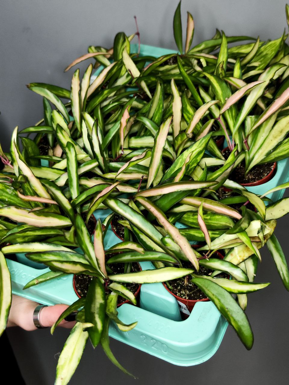 Хойя Вайети Триколор (Hoya Wayetii Tricolor) D6см