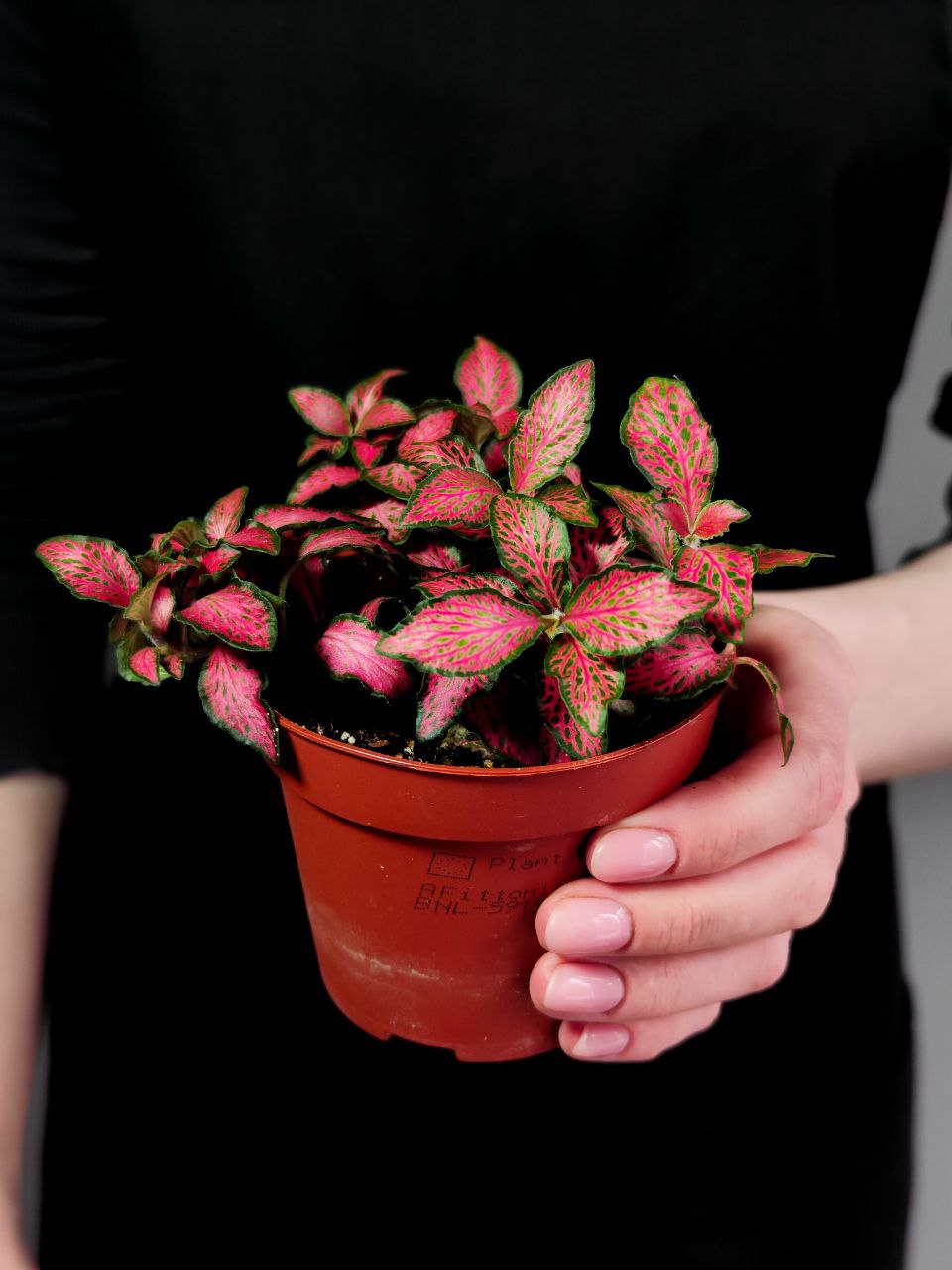 Фиттония Форест Флейм (Fittonia Forest Flame) D8,5см