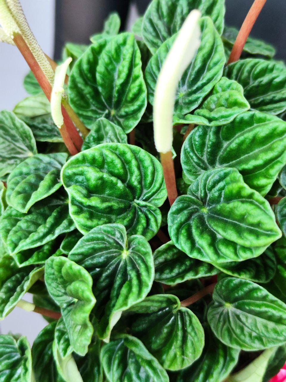 Пеперомия Лилиан (Peperomia Lilian) D12см