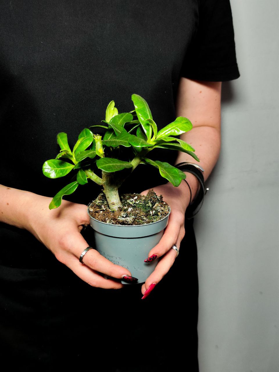 Адениум Тучный Пинк Стар (Adenium Obesum Pink Star) D9см