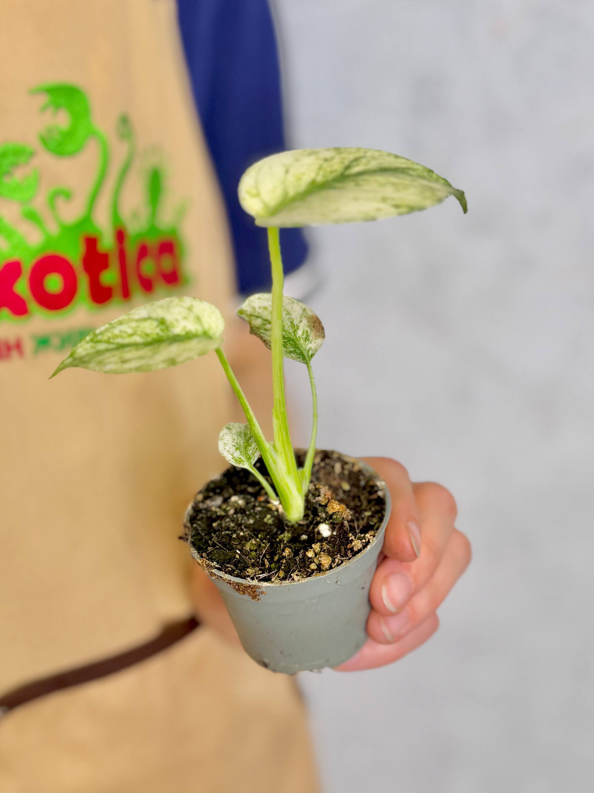 Монстера Вайт Монстер (Monstera White Monster) D6см