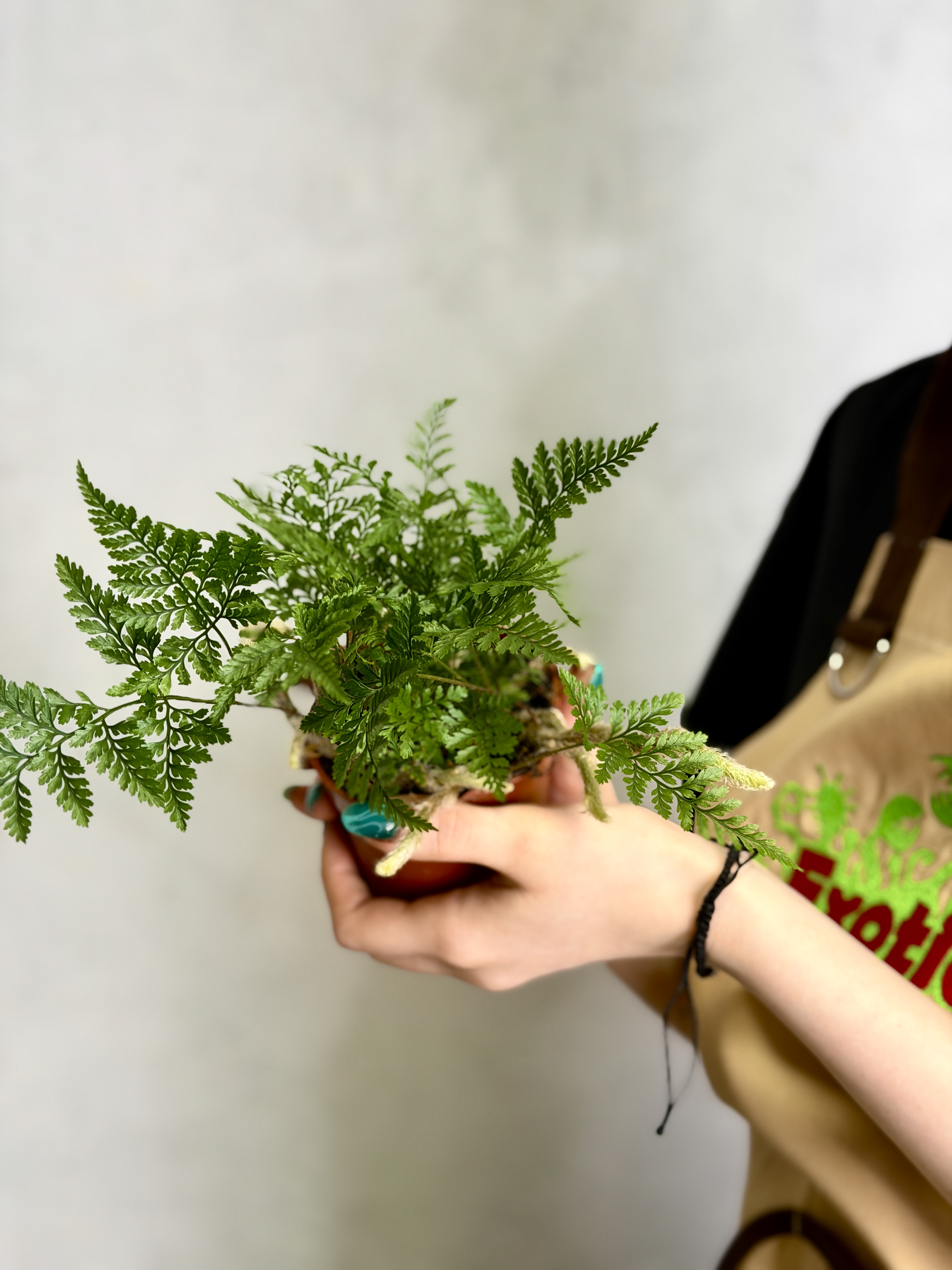 Даваллия Фиджийская (Davallia Fijiensis) D8,5см
