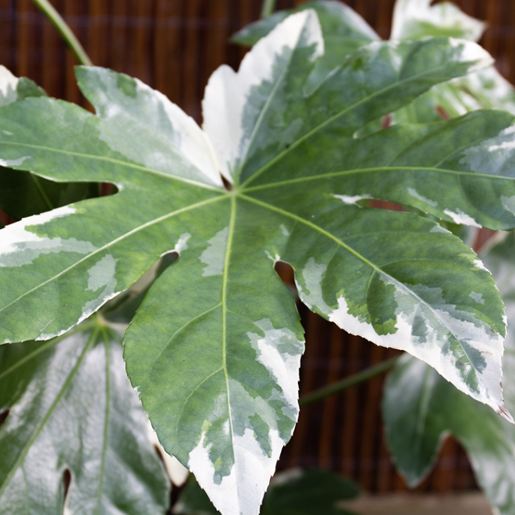 Фатсия Японская Вариегатная (Fatsia Japonica Variegata) D14см