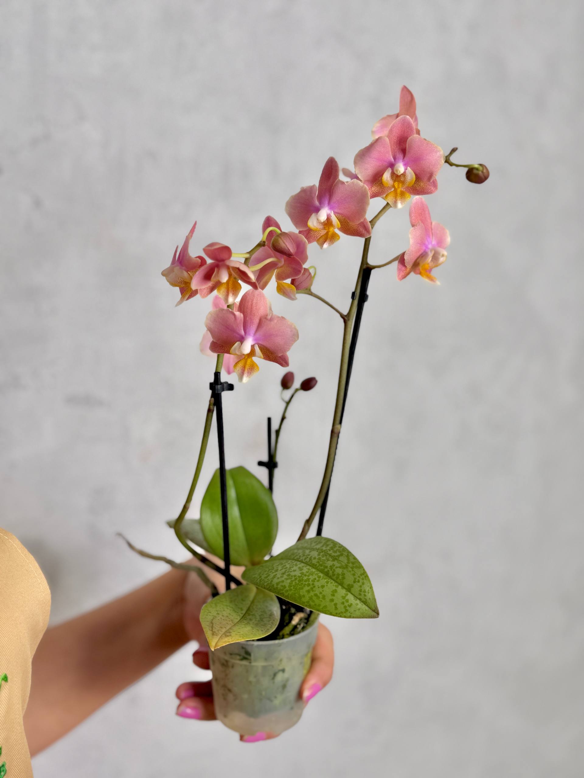 Фаленопсис Мультифлора Парфюмерная Фабрика (Phalaenopsis Multiflora Perfume Scention) D7см