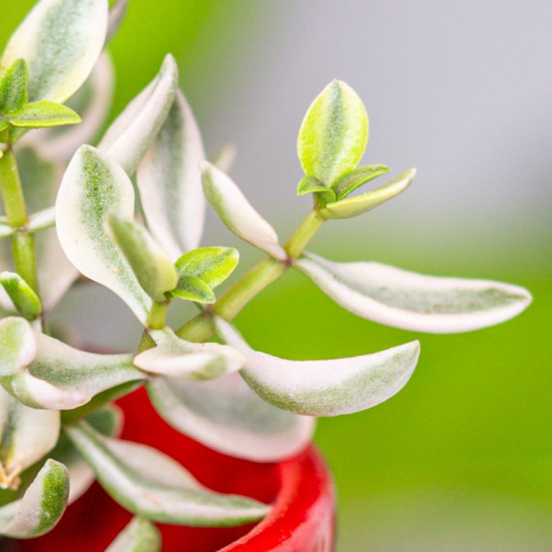 Крассула Капителла Розеа (Crassula Capitella Rosea) D5см