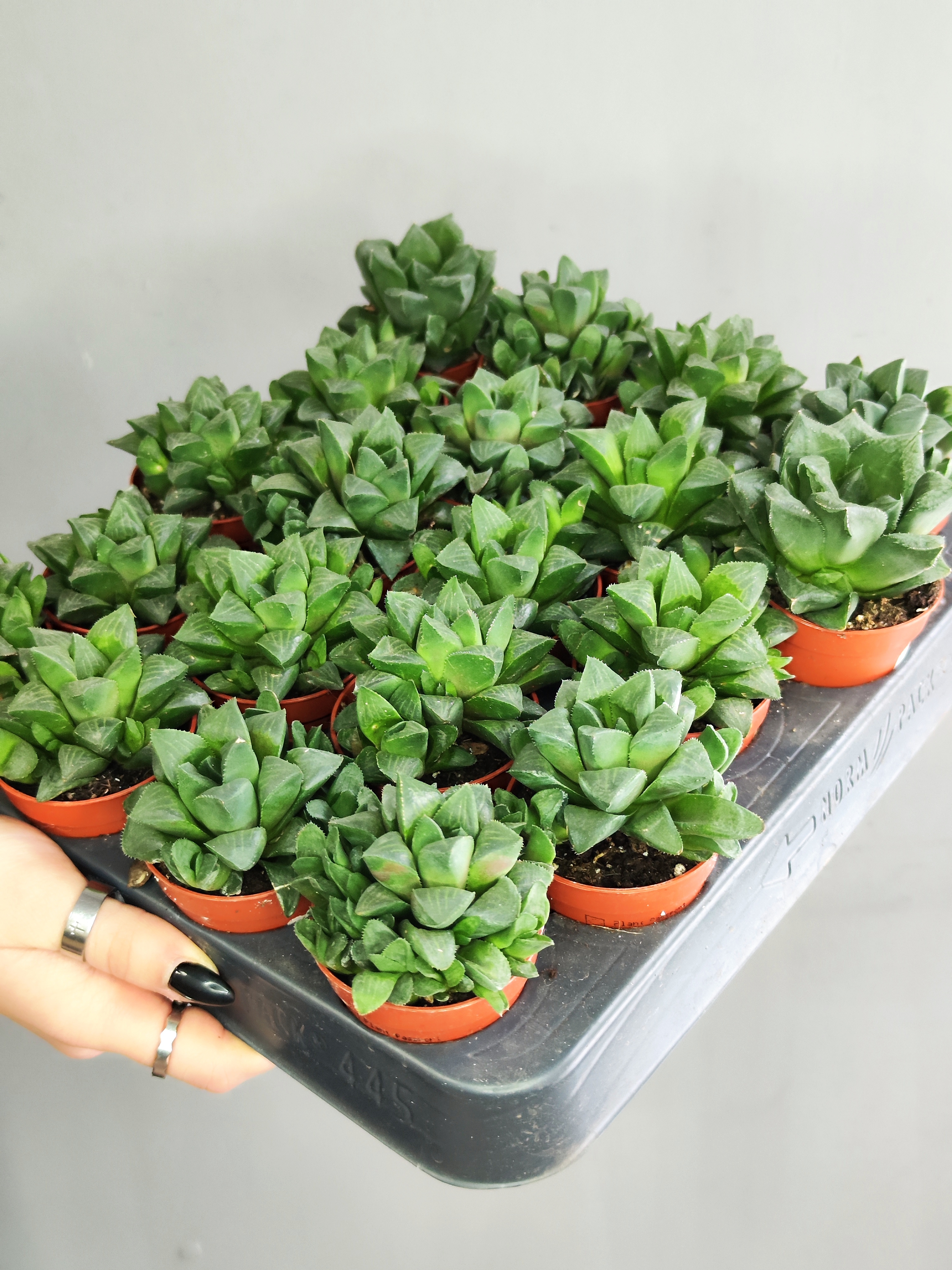 Хавортия Ретуза (Haworthia Retusa) D5см