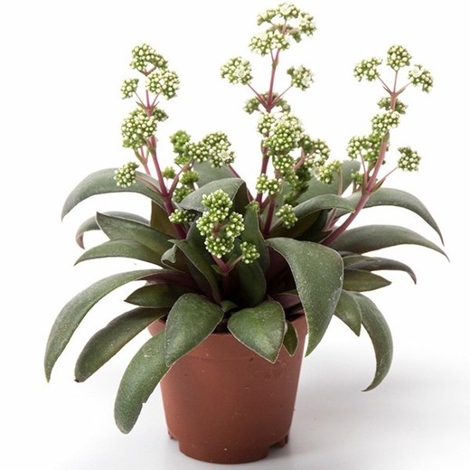 Крассула Розулярис, или Розеточная (Crassula Rosularis) D5см