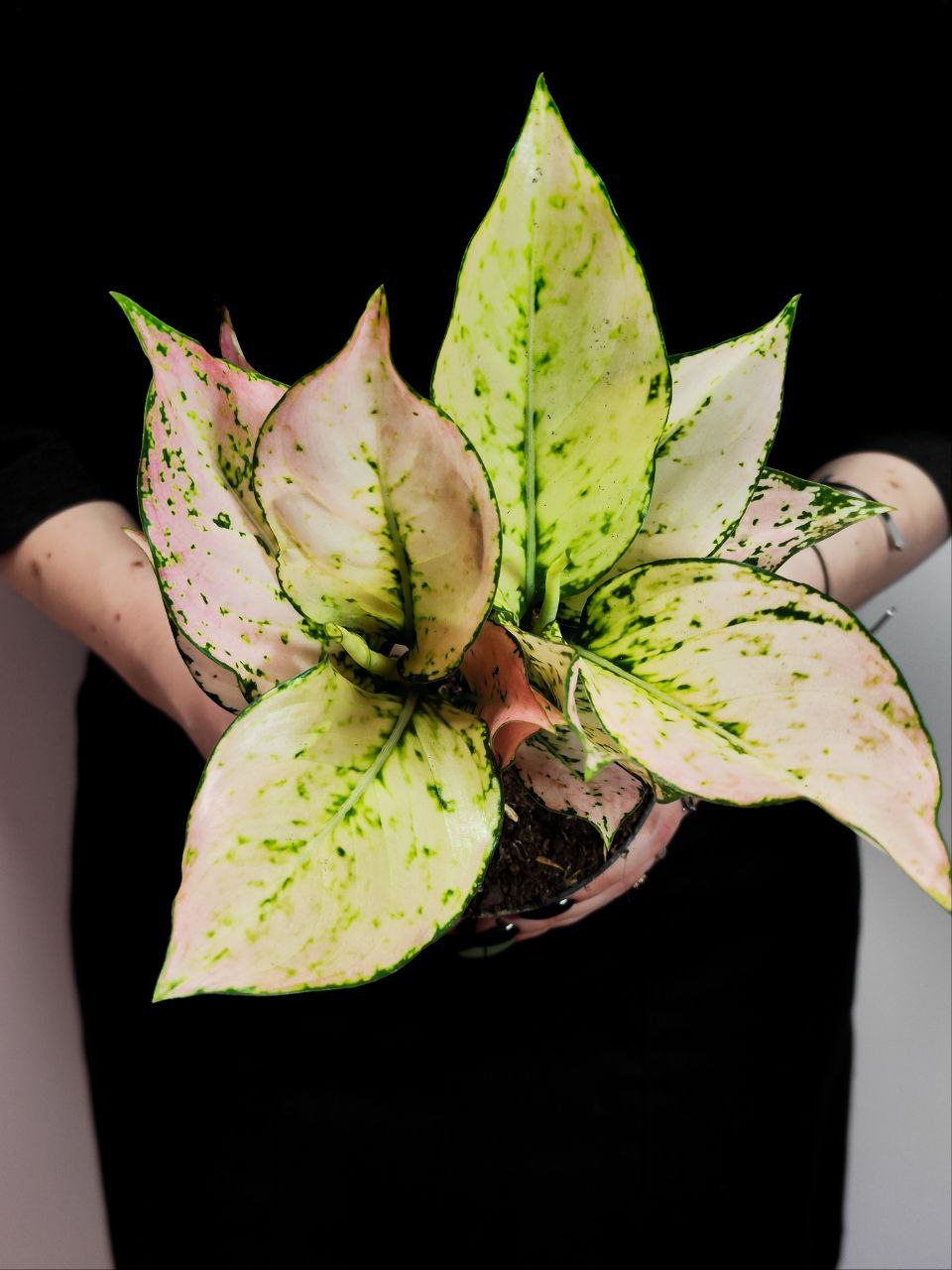 Аглаонема Рози (Aglaonema Rosy) D12см