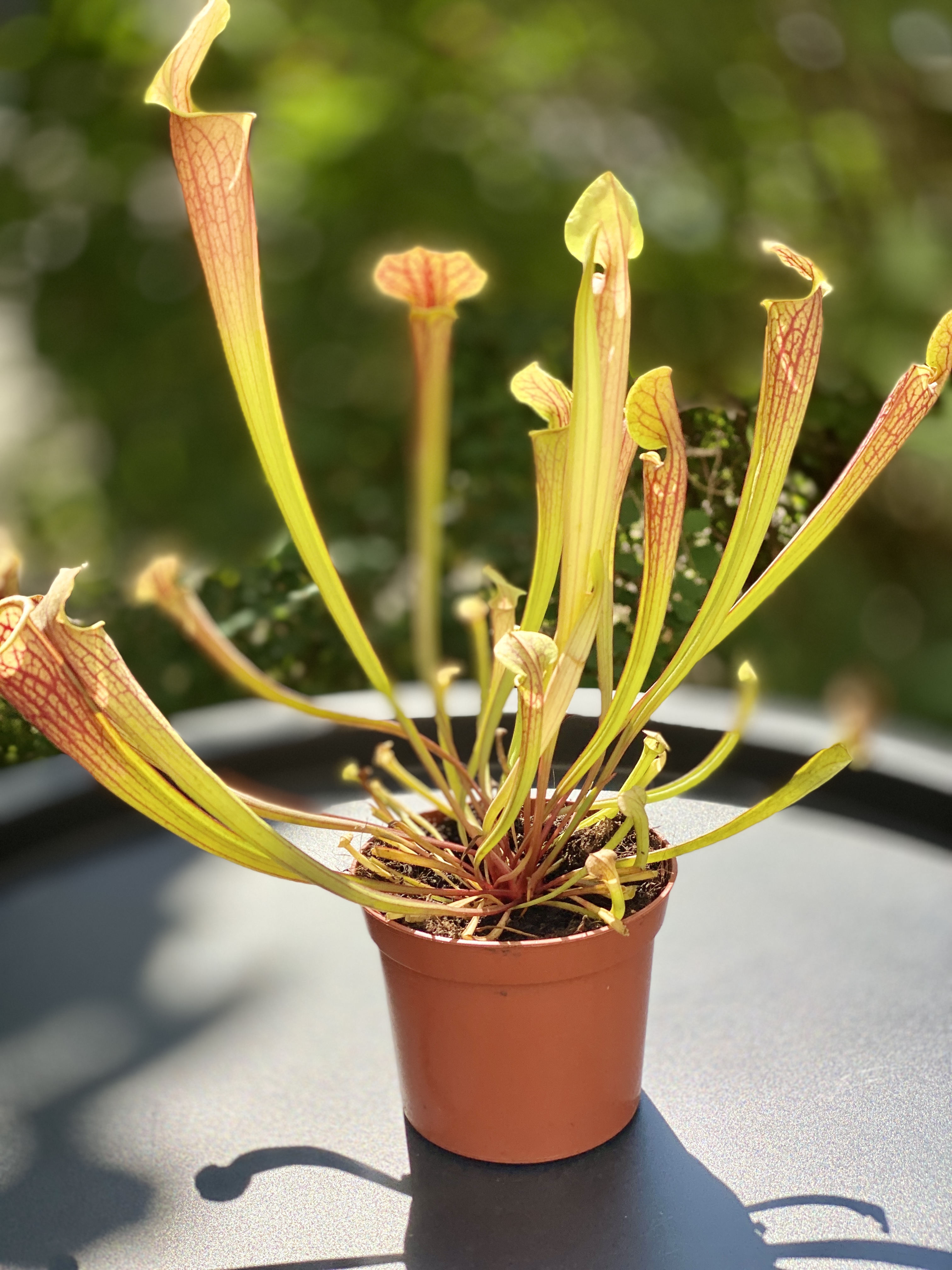 Саррацения Джудит Хиндл (Sarracenia «Judith Hindle») D9см