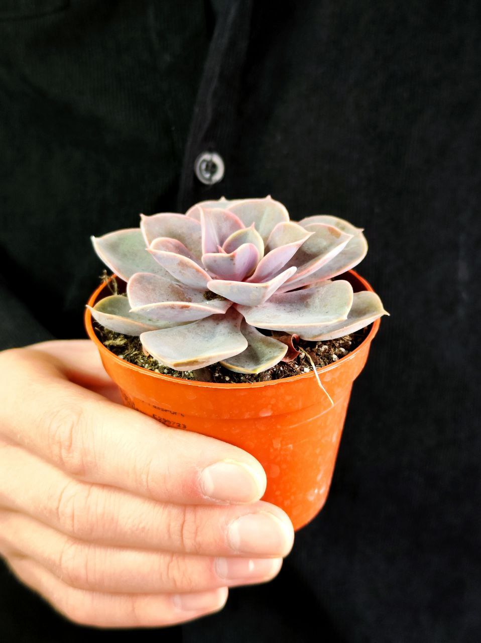 Эхеверия Перл Фон Нюрнберга (Echeveria Perle Von Nurnberg) D8,5см