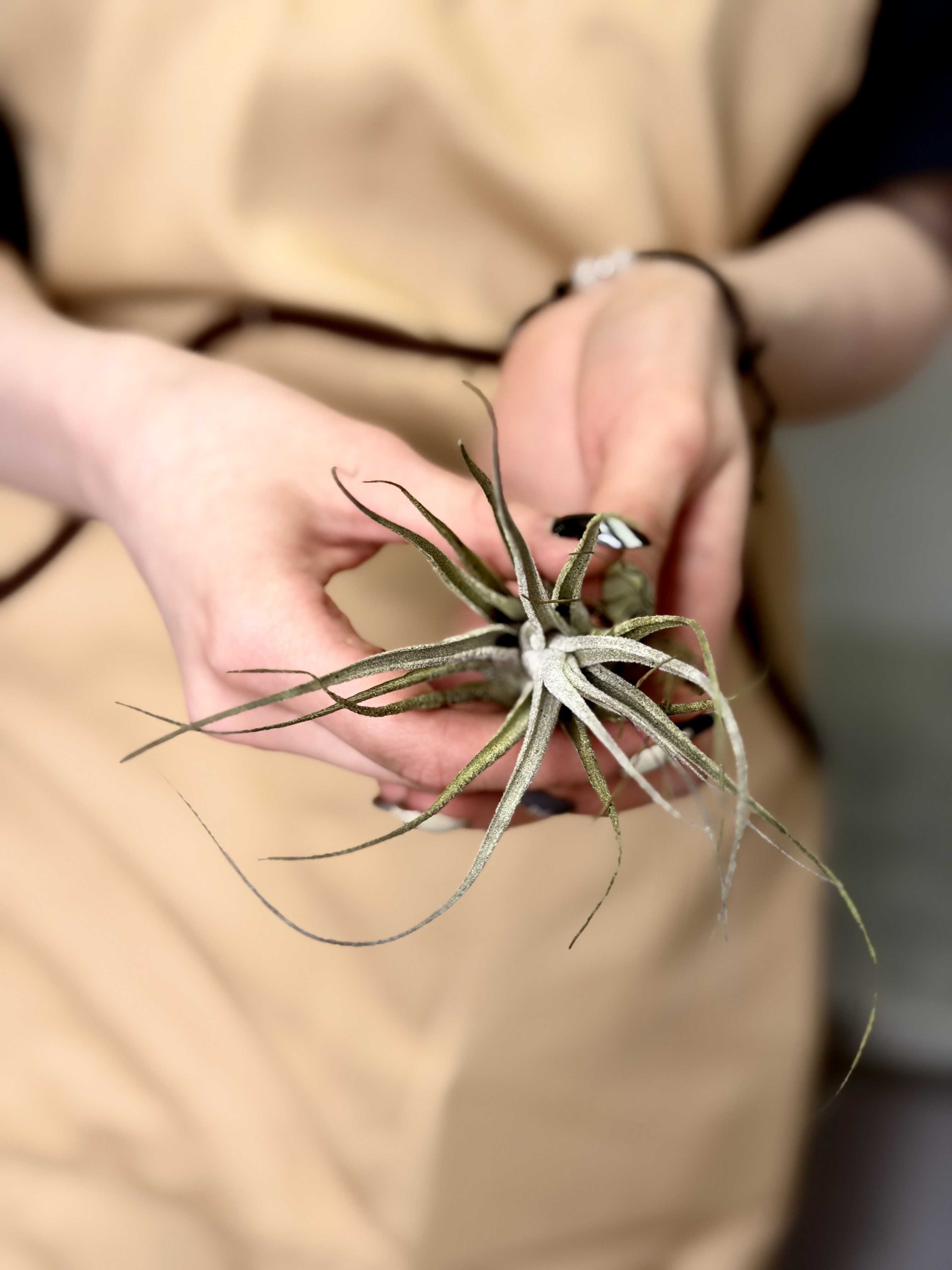 Тилландсия Элерсиана (Tillandsia Ehlersiana)