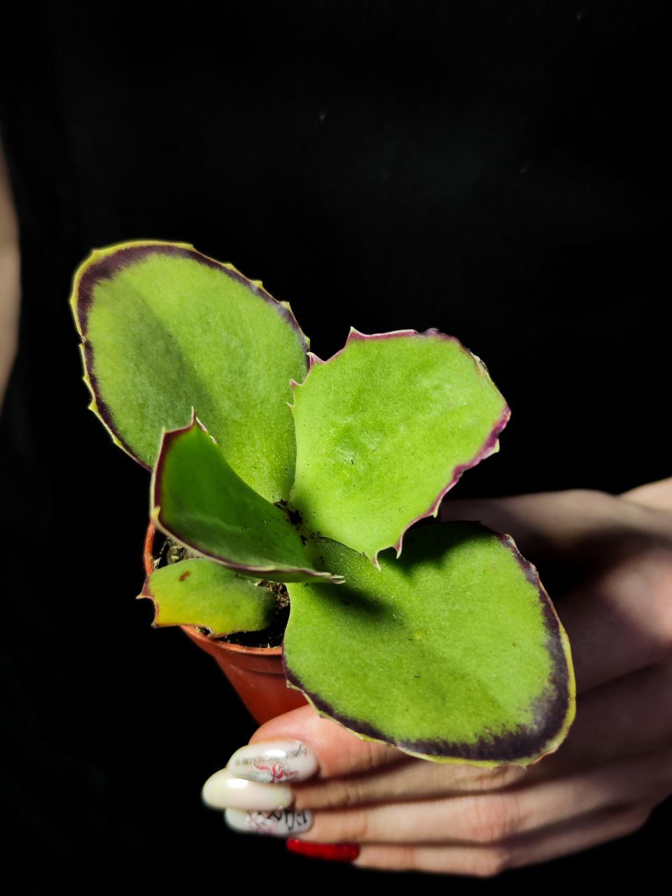 Каланхое Синсепала (Kalanchoe Synsepala) D5см