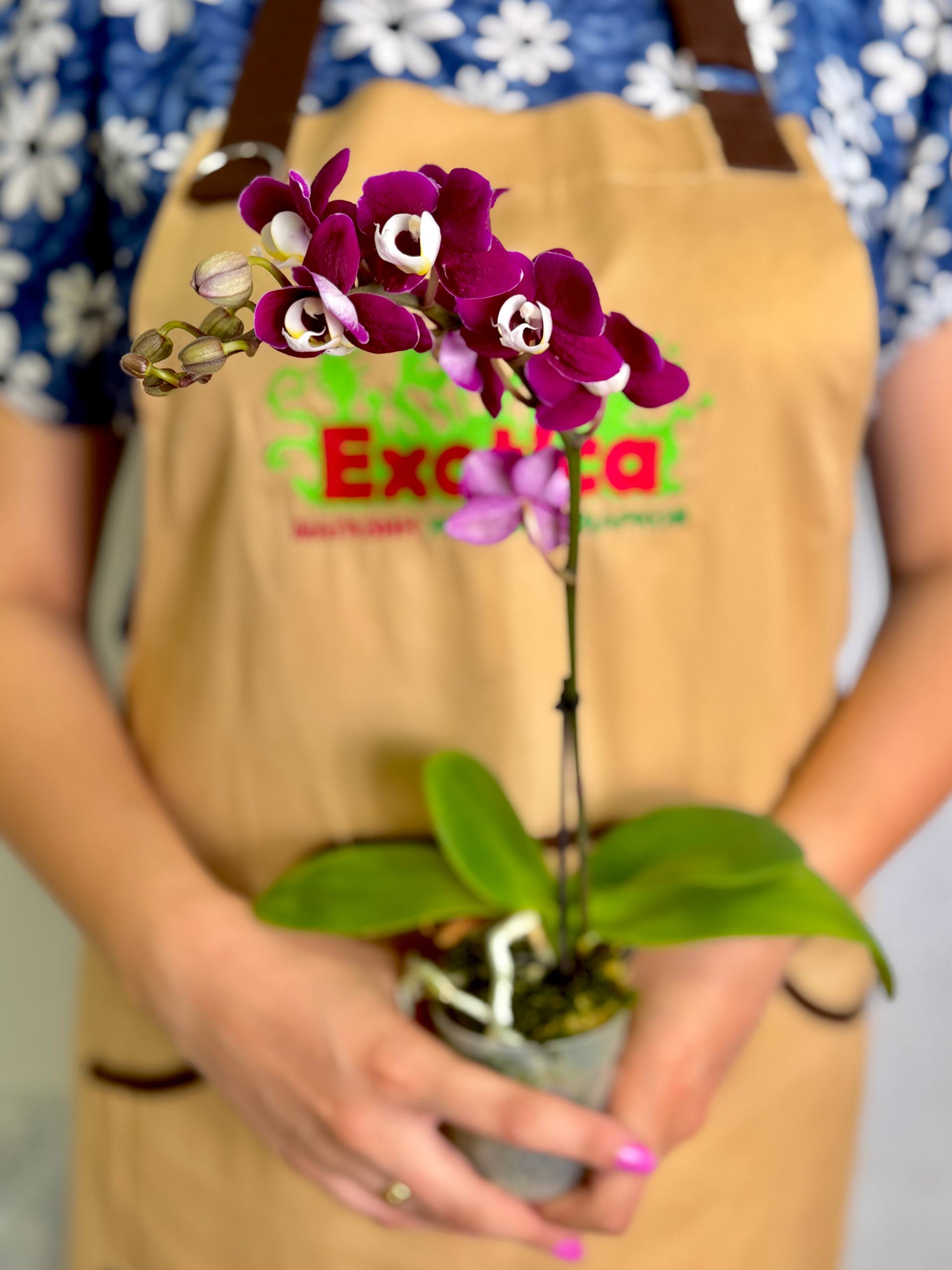 Фаленопсис Мультифлора Кранберри Ча Ча (Phalaenopsis Multiflora Cranberry Cha Cha) D7см