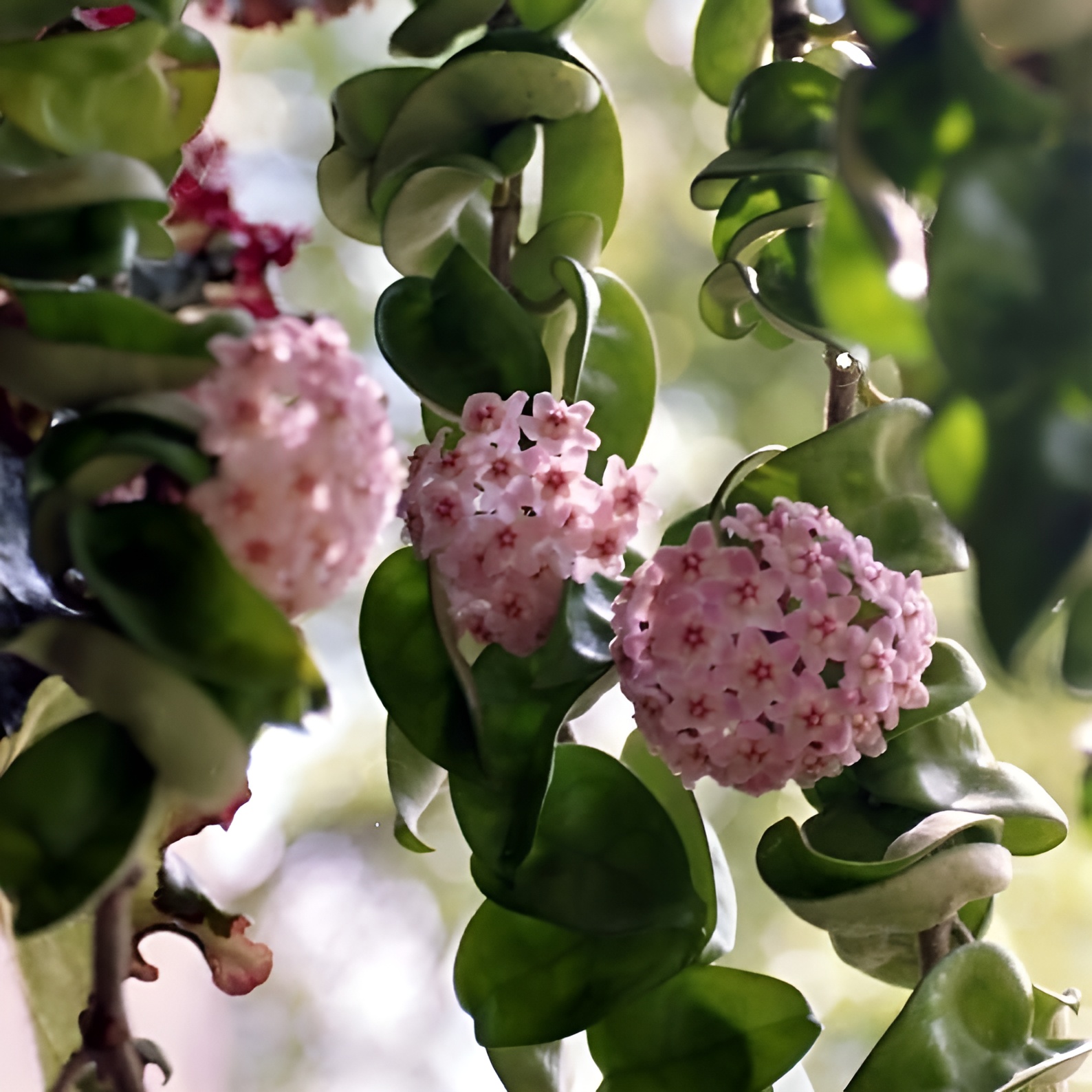 Хойя Карноза Компакта Грин (Hoya Carnosa Compacta Green) D6см