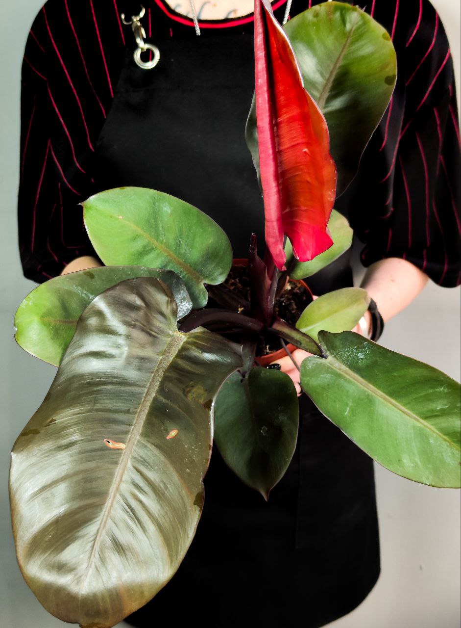 Филодендрон Империал Ред (Philodendron Imperial Red) D12см