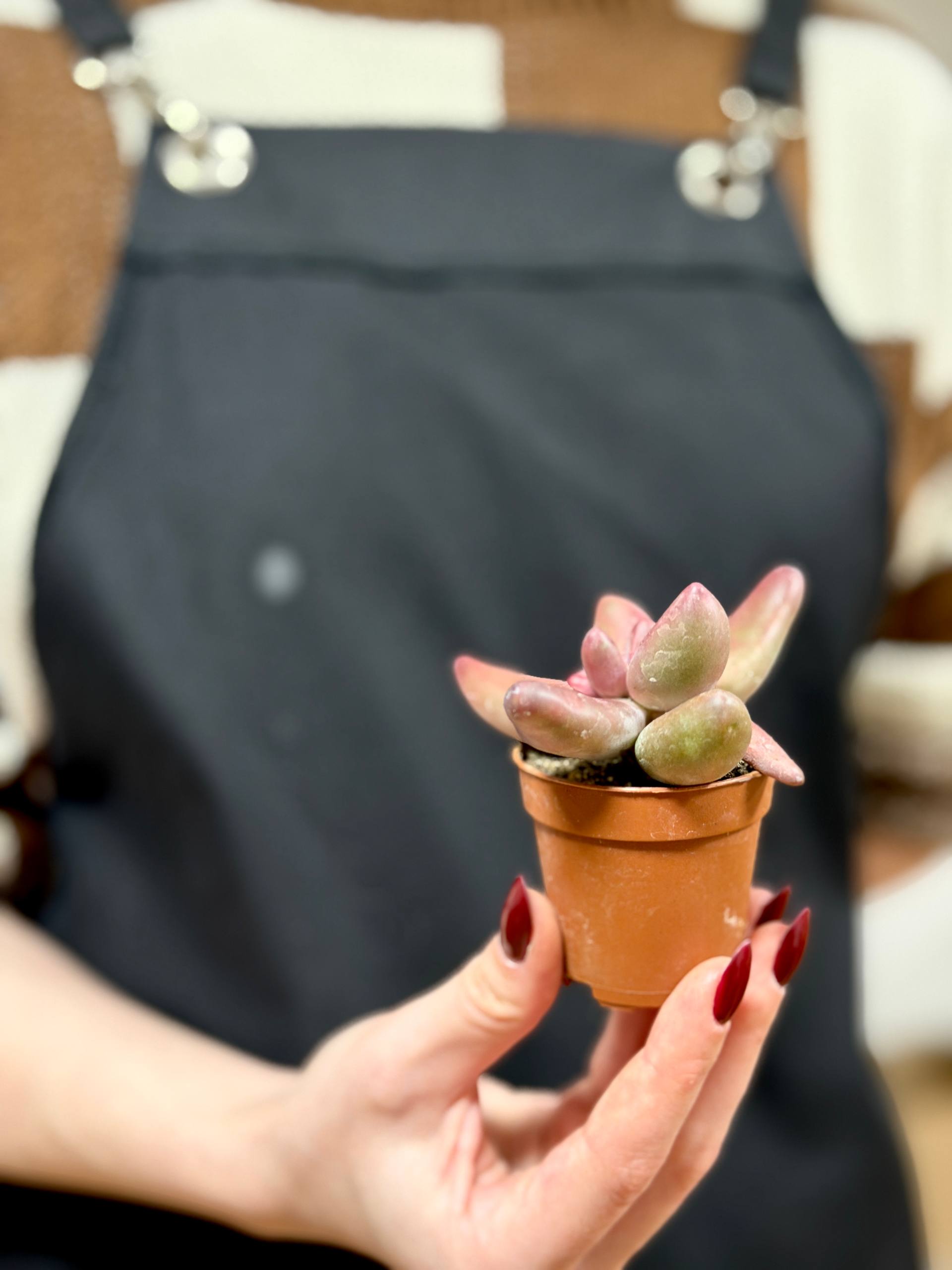 Пахифитум Ганьчжоу (Pachyphytum Ganzhou) D5см