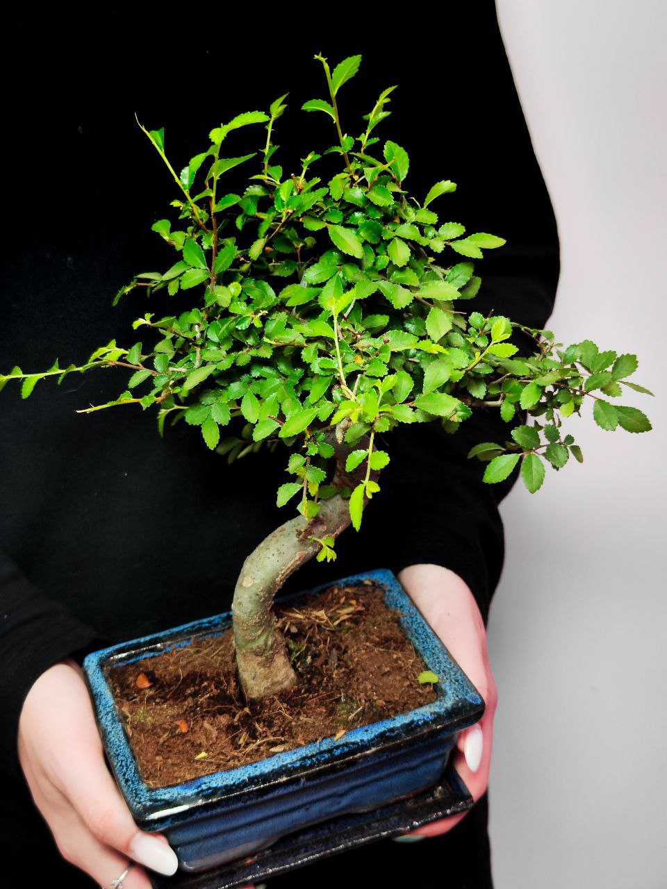 Бонсай Зелкова Извилистый (Bonsai Zelkova) D20см