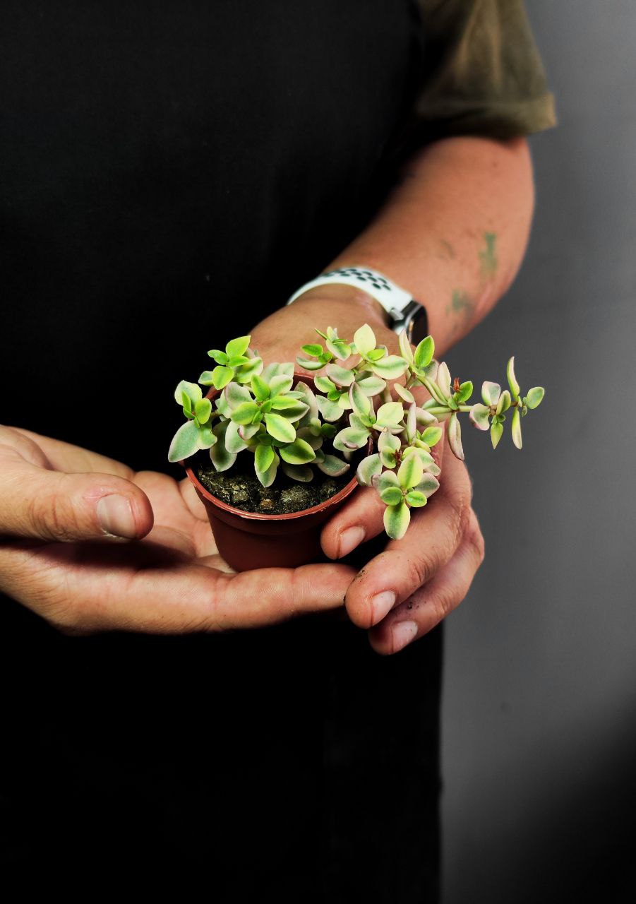 Крассула Капителла Розеа (Crassula Capitella Rosea) D5см