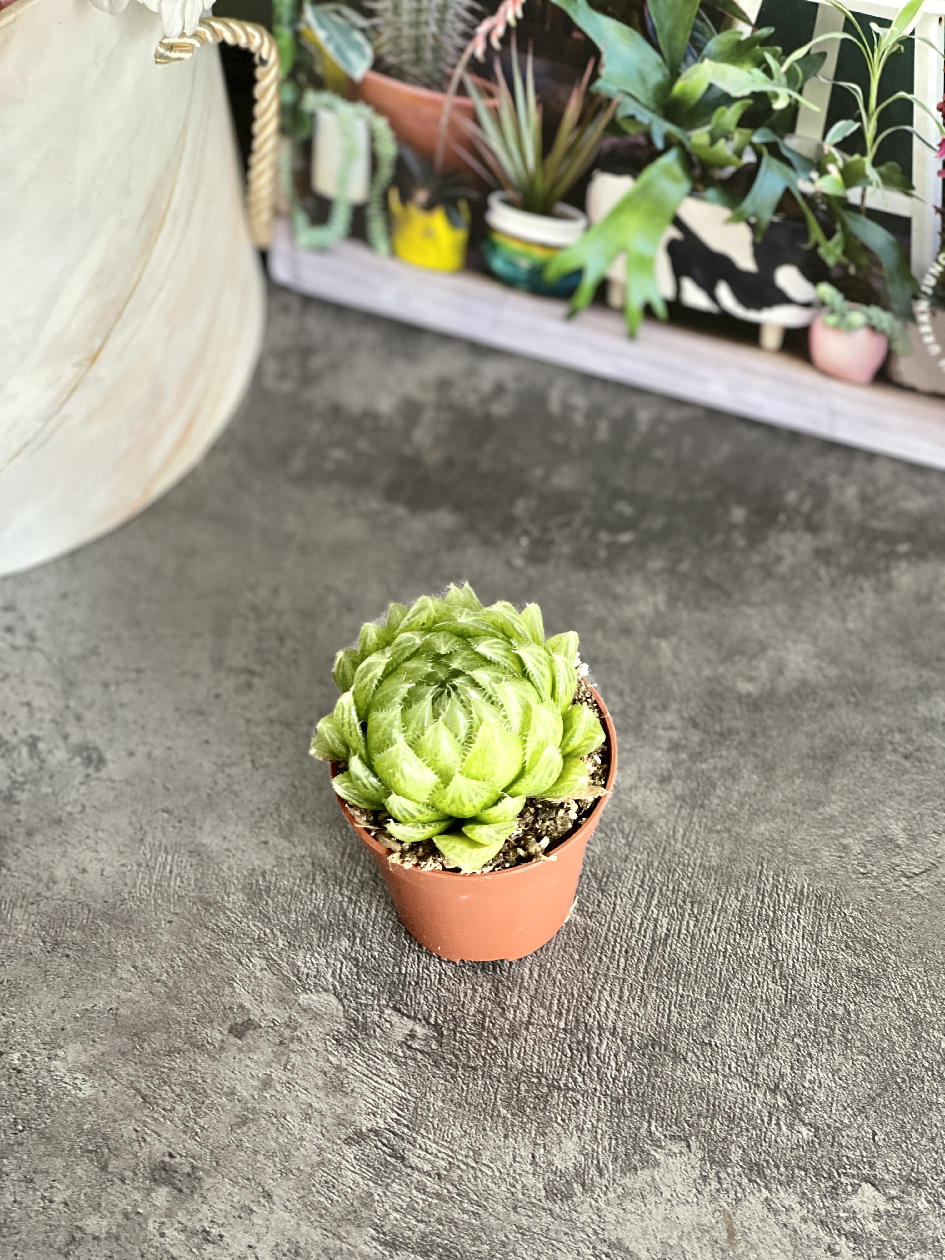 Хавортия Купера Пиктурата (Haworthia Cooperi var. Picturata) D5см