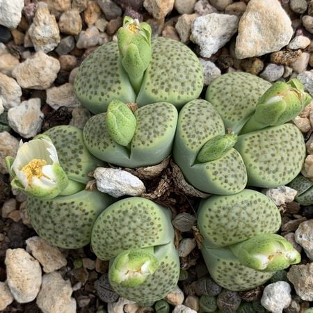 Литопсы Грин (Lithops Green Group) D8см