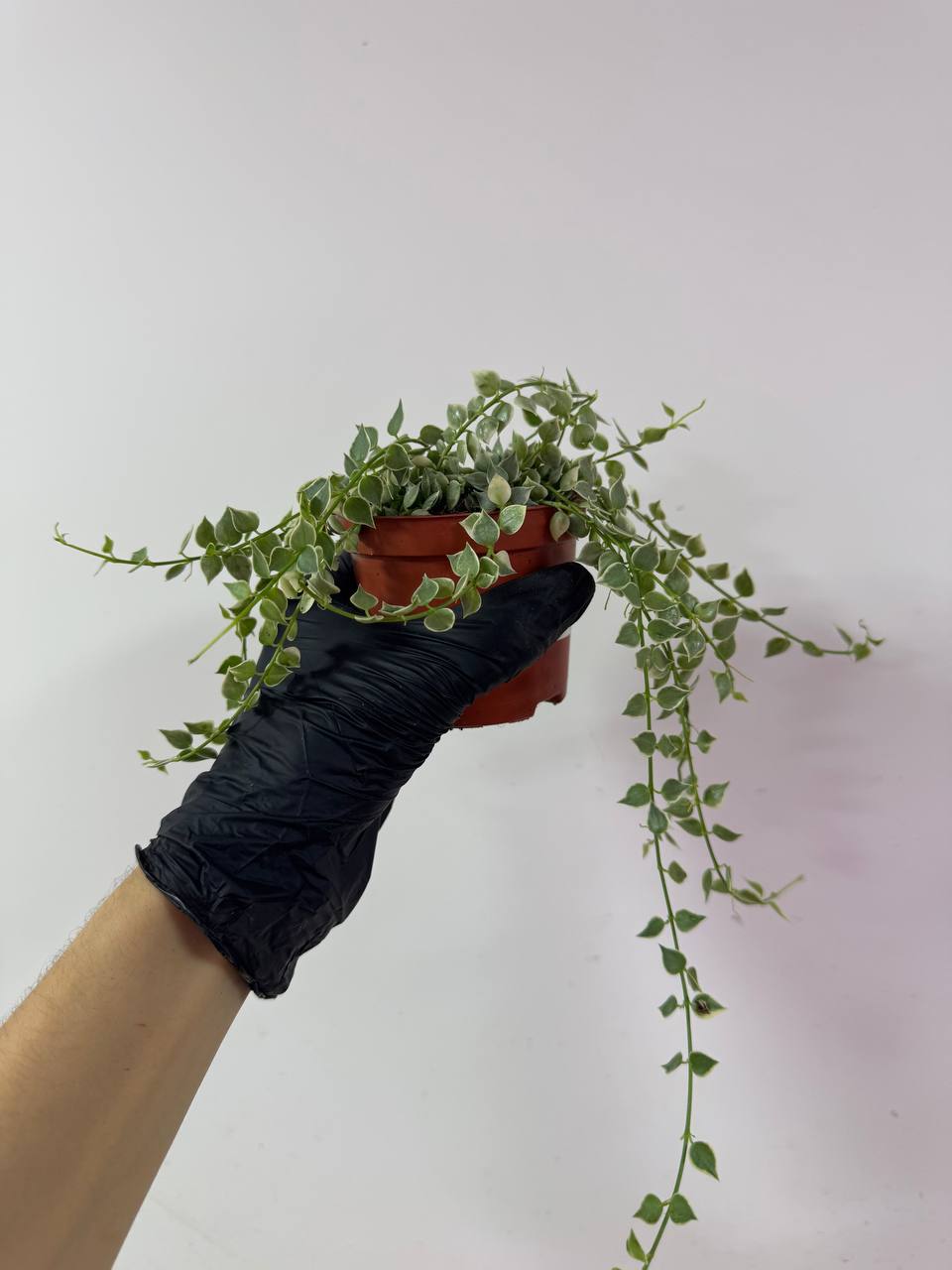 Дисхидия Русифолия Вариегатная (Dischidia Ruscifolia Variegata) D8см
