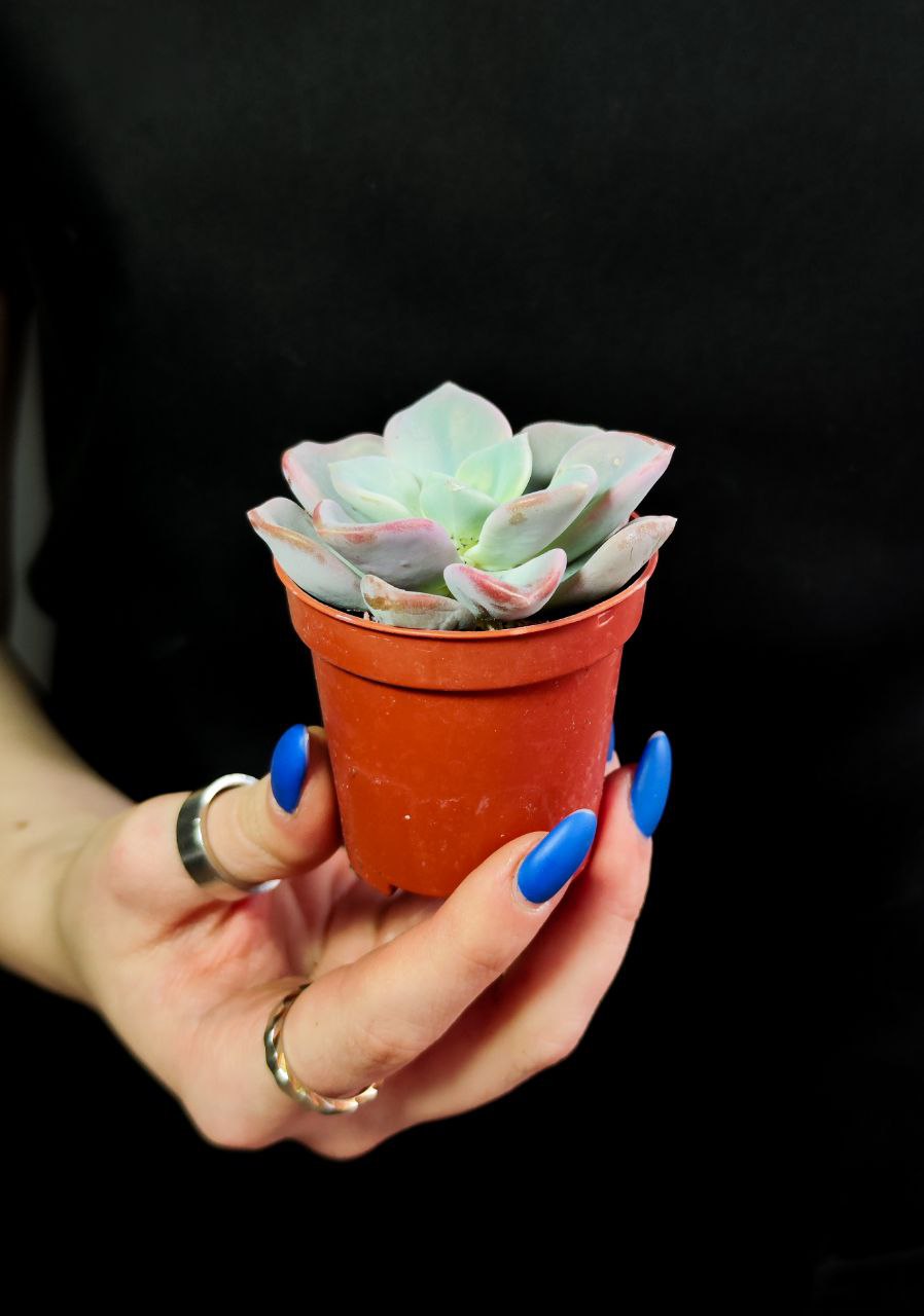 Эхеверия Орпет (Echeveria Orpet) D5см