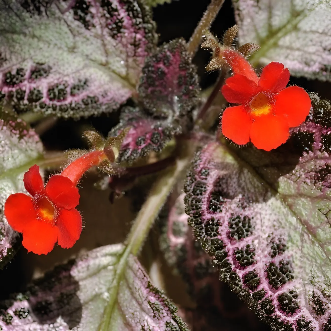 Эписция Розовый Кешью (Episcia Pink Acajou) D6см