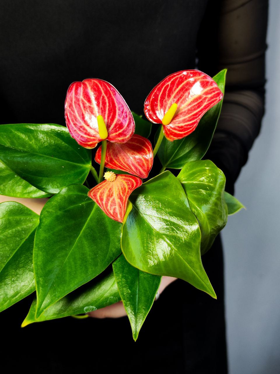 Антуриум Ливиум Ред (Anthurium Livium Red Micro) D7см