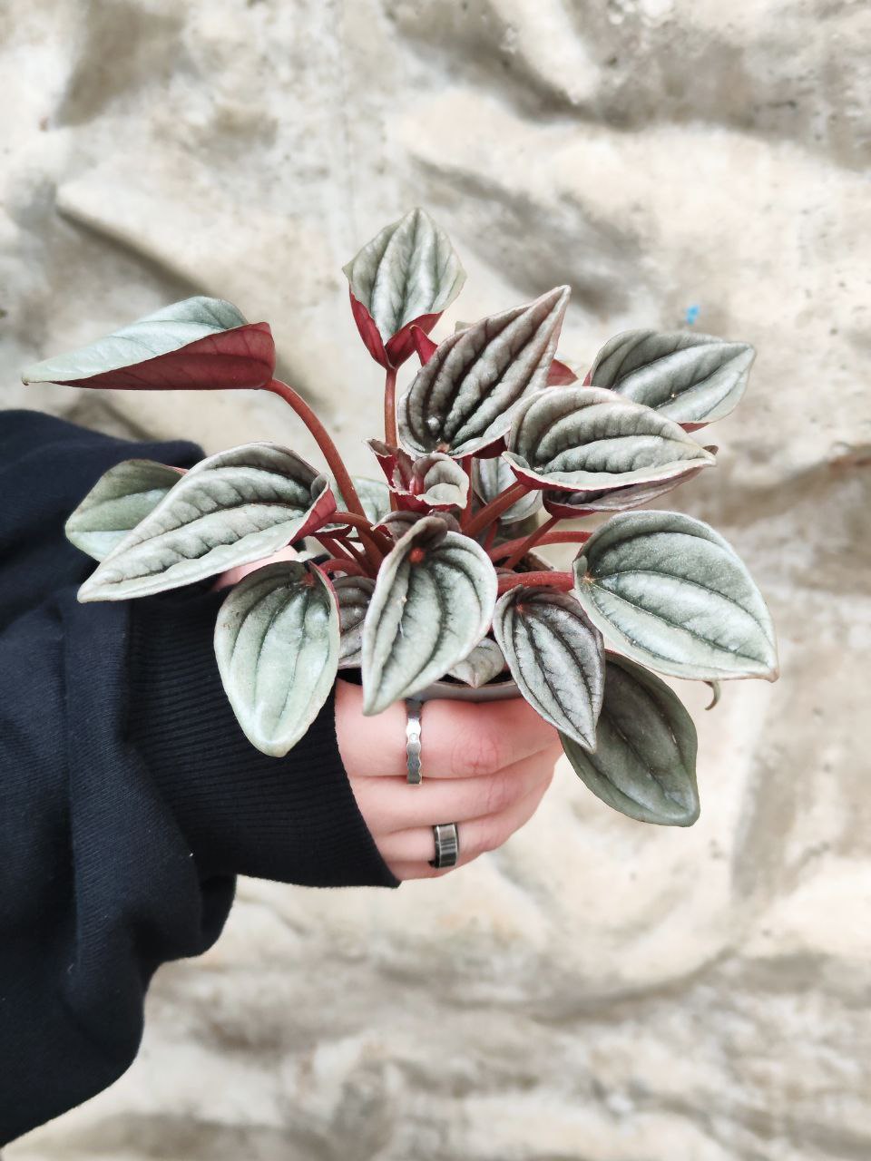 Пеперомия Каперата Мендоза (Peperomia Caperata Mendoza) D5см