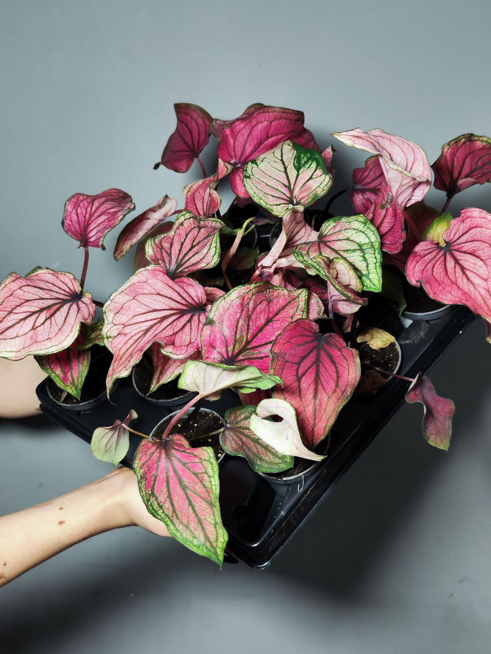 Каладиум Люси (Caladium Lucia) D6см