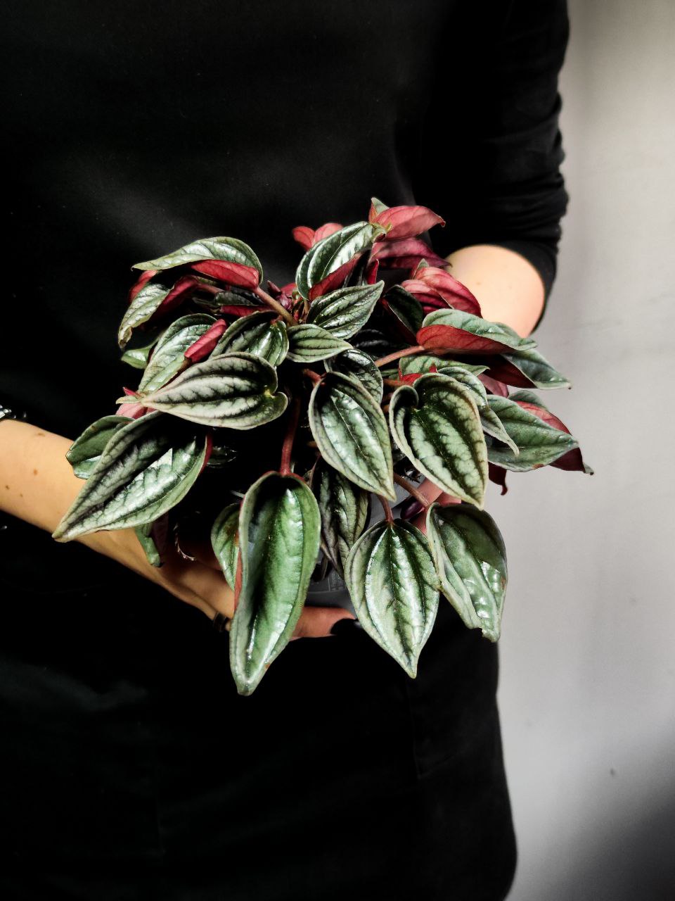 Пеперомия Россо (Peperomia Rosso) D11см