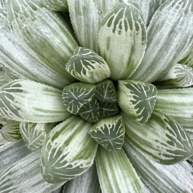 Хавортия Цимбиформис Белый Тигр (Haworthia Cymbiformis White Tiger) D10см