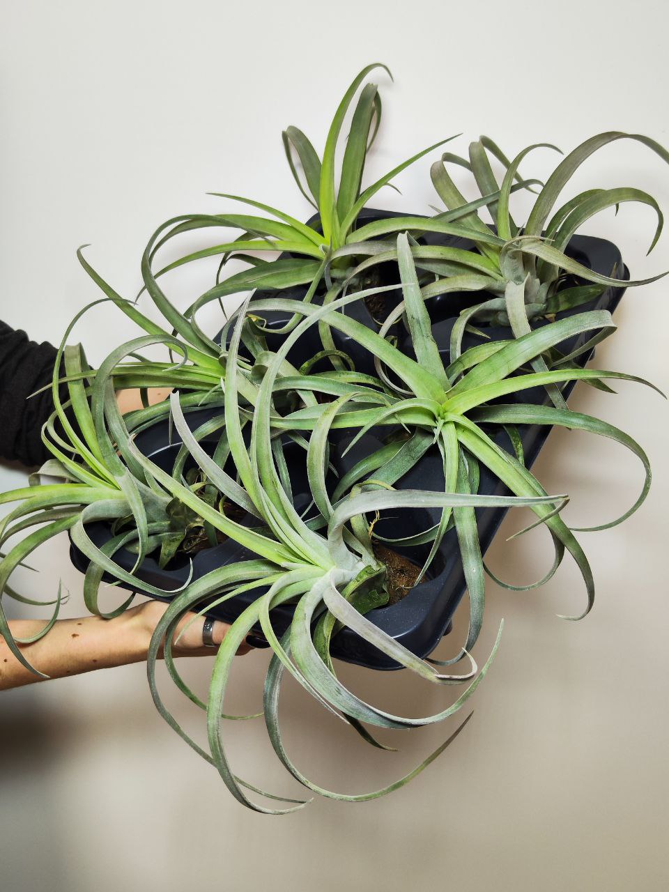 Тилландсия Кларио (Tillandsia Clario)